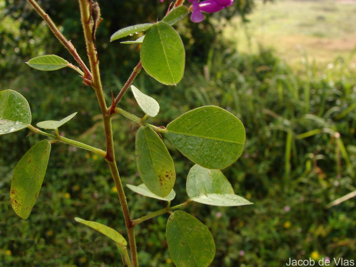 Grona heterocarpa var. heterocarpa (L.) H.Ohashi & K.Ohashi